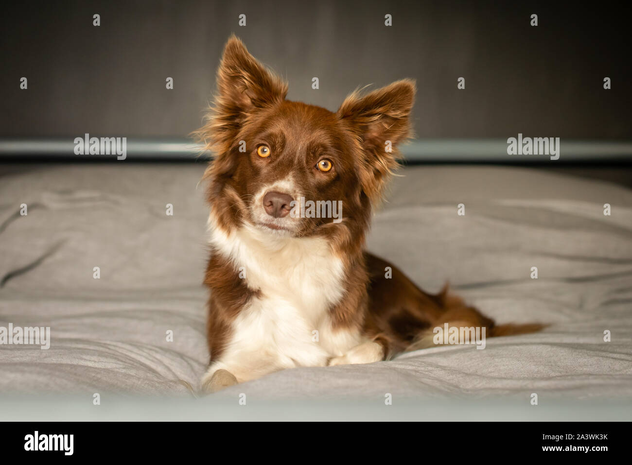 Il cioccolato Tri Border Collie rilassante sul letto grigio Foto Stock