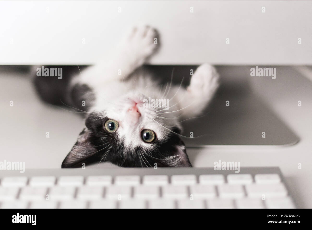 Piccola Gattino giocando con il computer Foto Stock