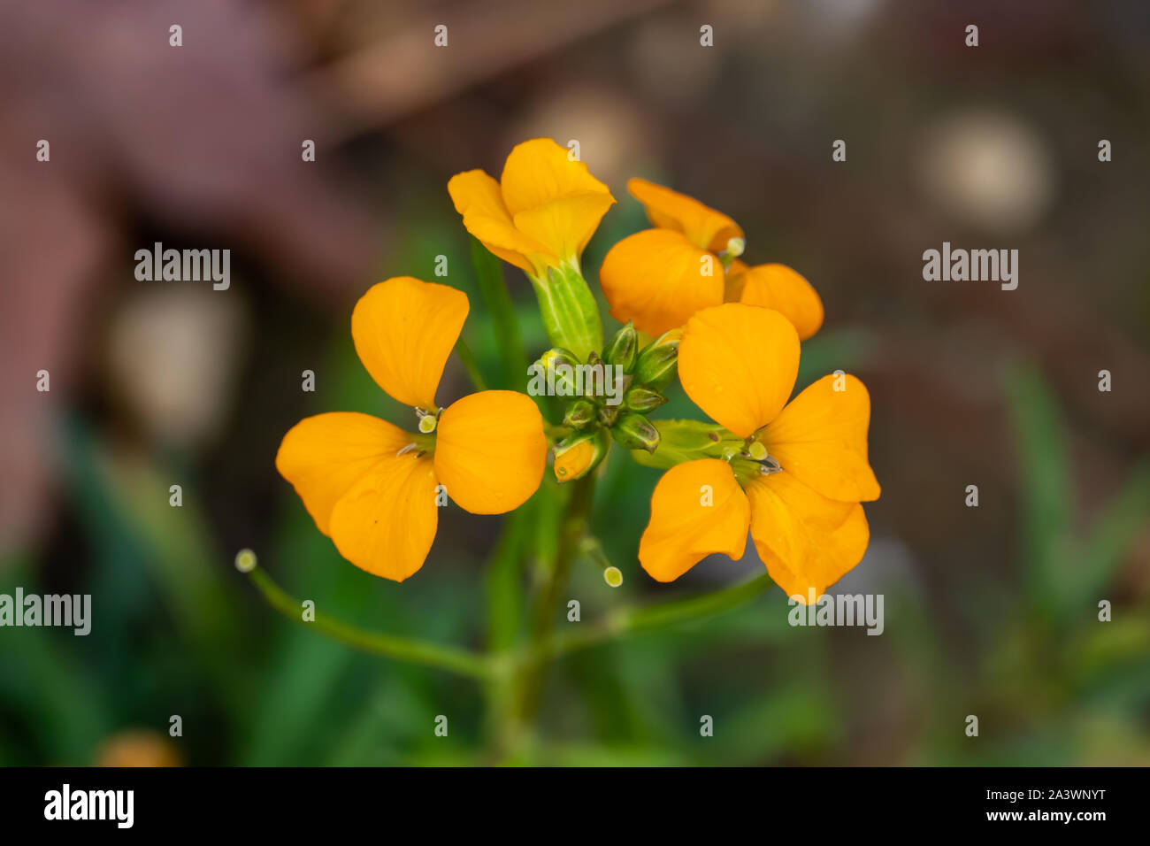 Wallflowers afghana in fiore Foto Stock