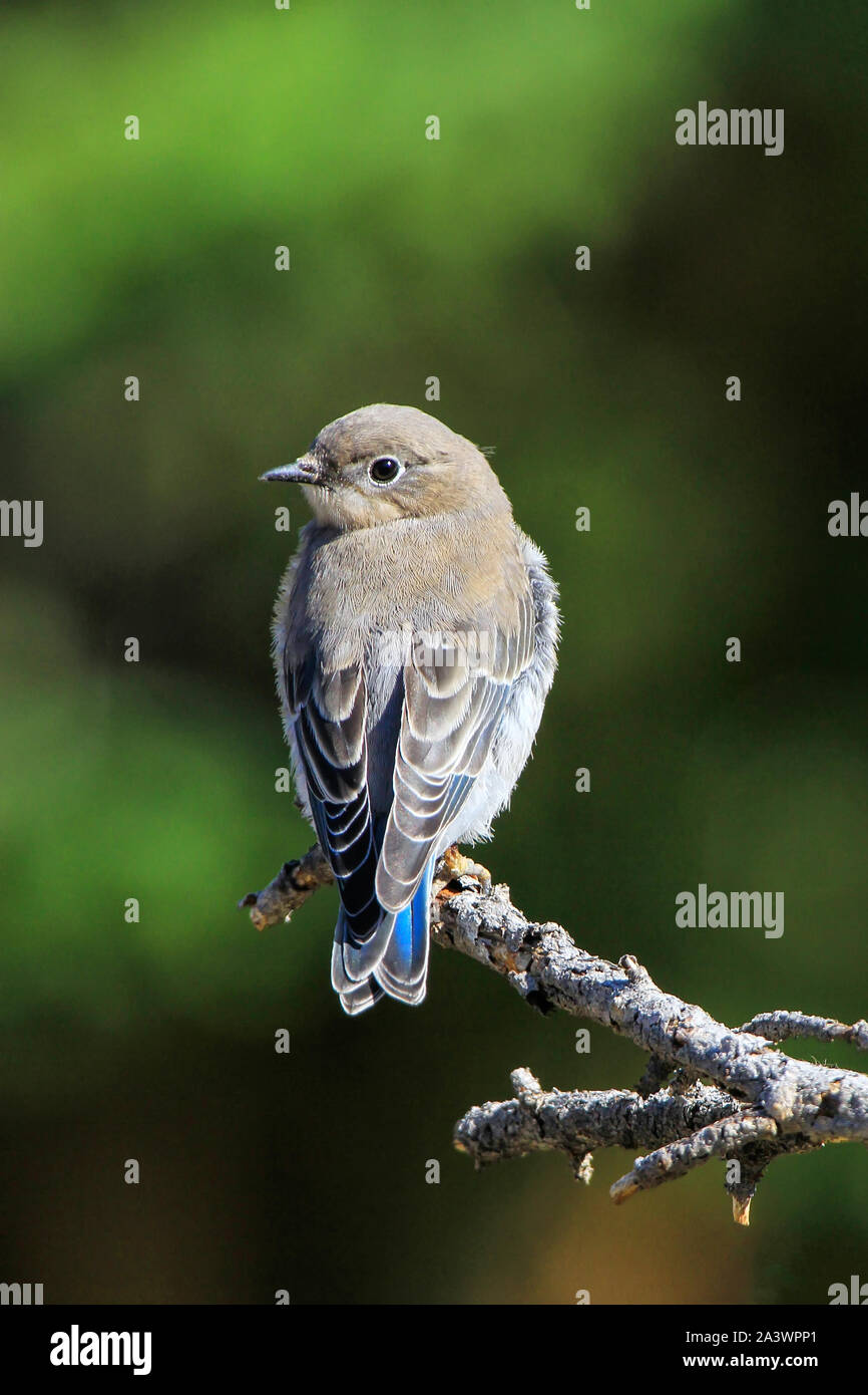 Femmina bluebird di montagna (Sialia currucoides) seduto su un bastone Foto Stock