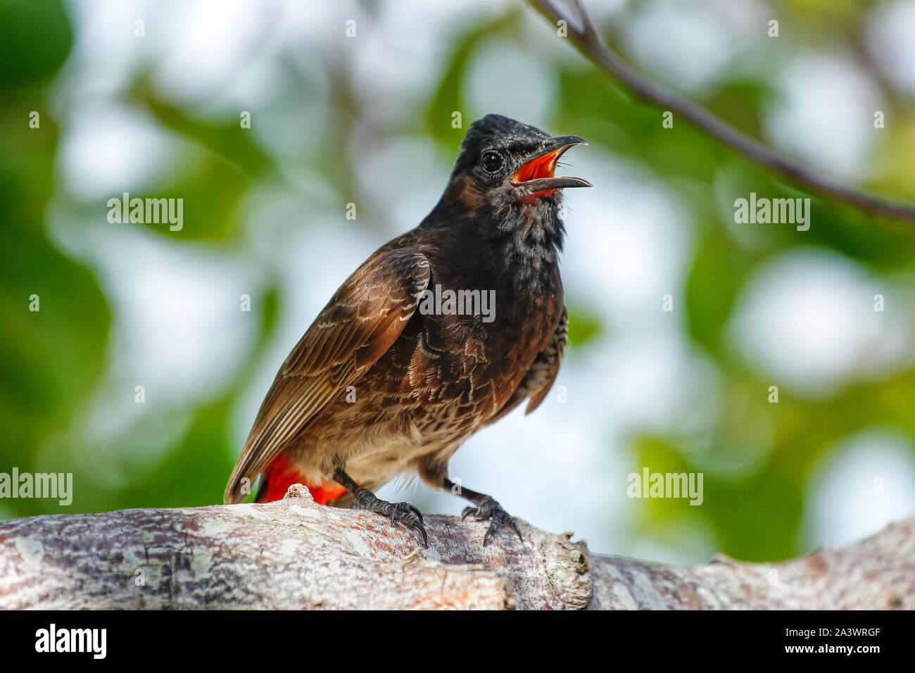 Rosso-sfiatato bulbul (Pycnonotus cafer) seduto su un albero, Isole Figi Foto Stock