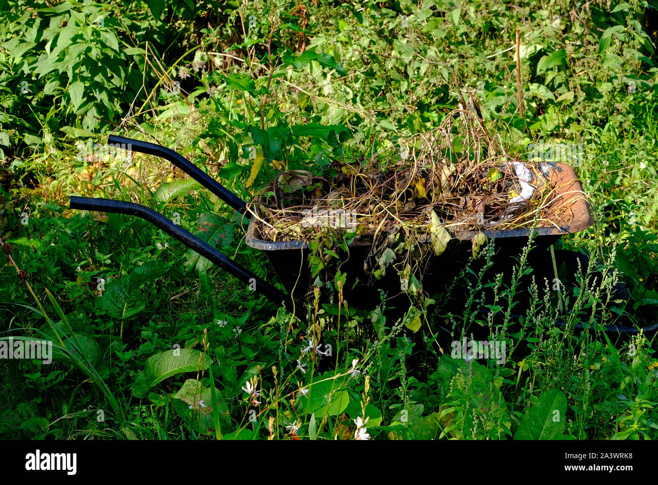 Riparto sovradimensionate plot, Norfolk, Inghilterra Foto Stock