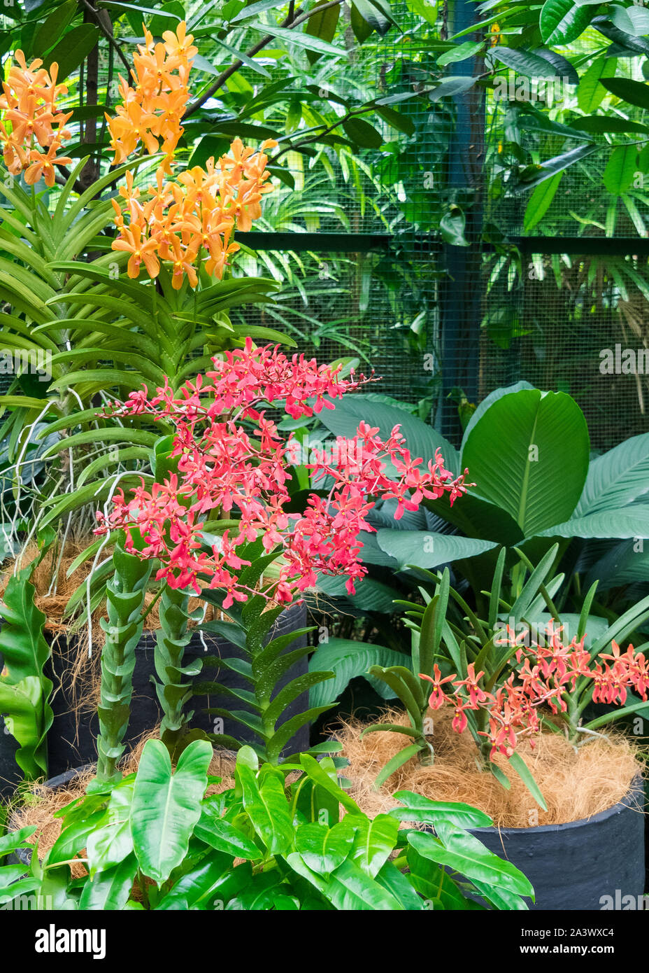 Fiori in Singapore National Orchid Garden Foto Stock