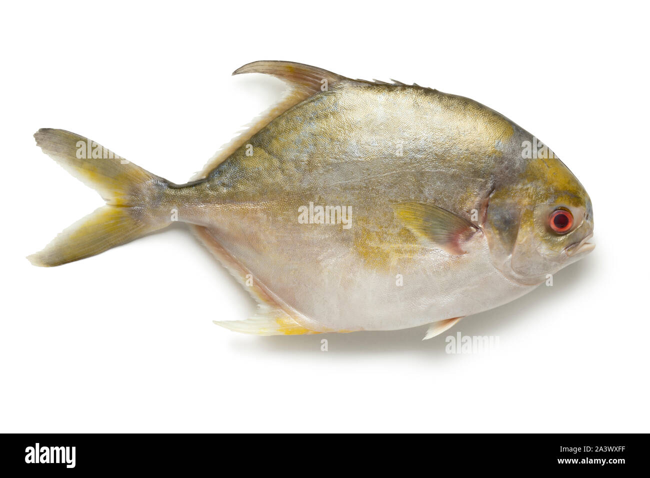 Unico crudo fresco golden pomfret pesce o i pesci castagna pesce isolato su sfondo bianco Foto Stock