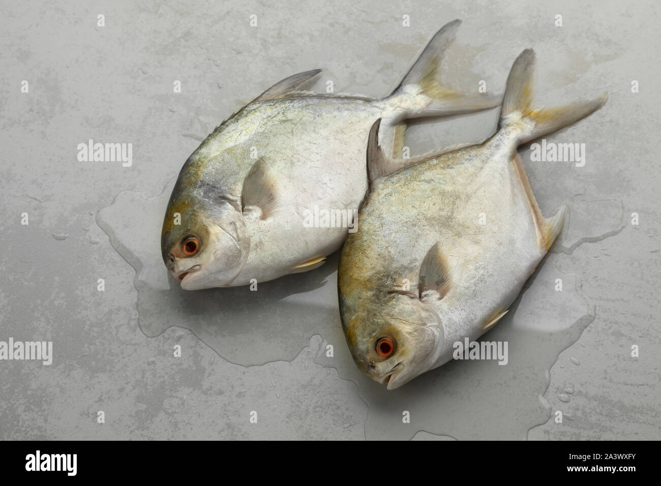 Coppia di crudo fresco golden pomfret pesci o i pesci castagna pesce Foto Stock