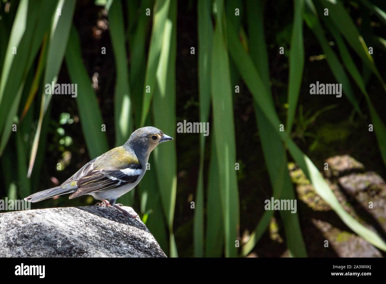 Fringuello, uccello endemico a Madera, Sao Jorge, isola di Madeira, Portogallo Foto Stock