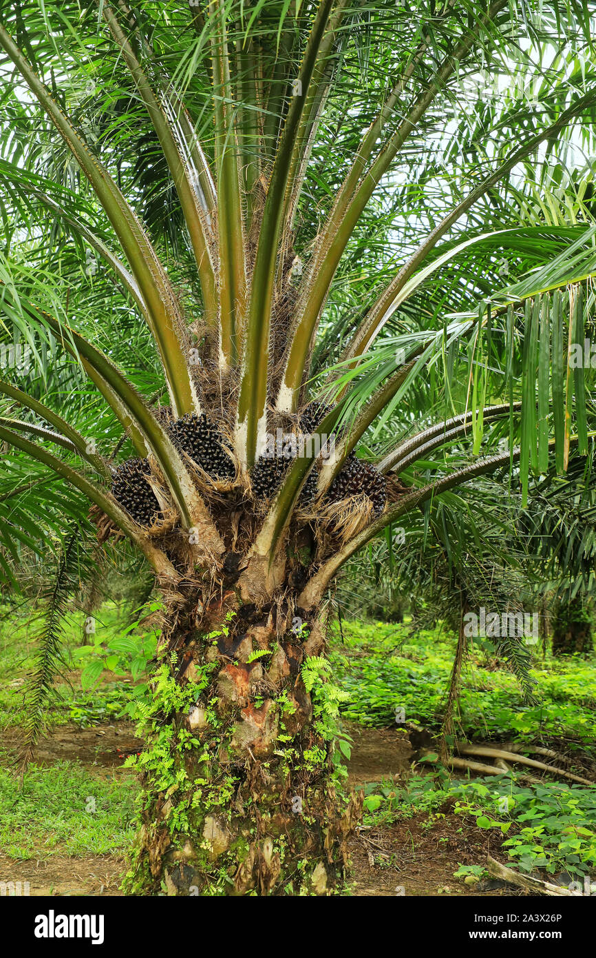 Chiudere la vista di olio Palm tree top con frutta. Olio di palma coltivazione è stata criticata per gli impatti sull'ambiente naturale, tra cui la deforestazione un Foto Stock