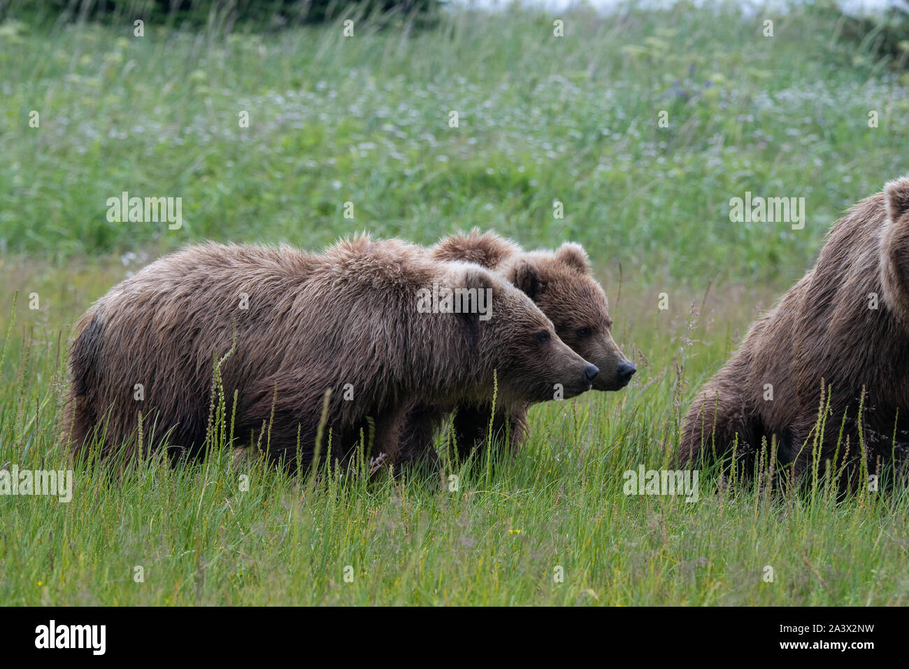 Coastal l'orso bruno (Ursus arctos) madre e cuccioli in un prato nel lago Clark NP, Alaska Foto Stock