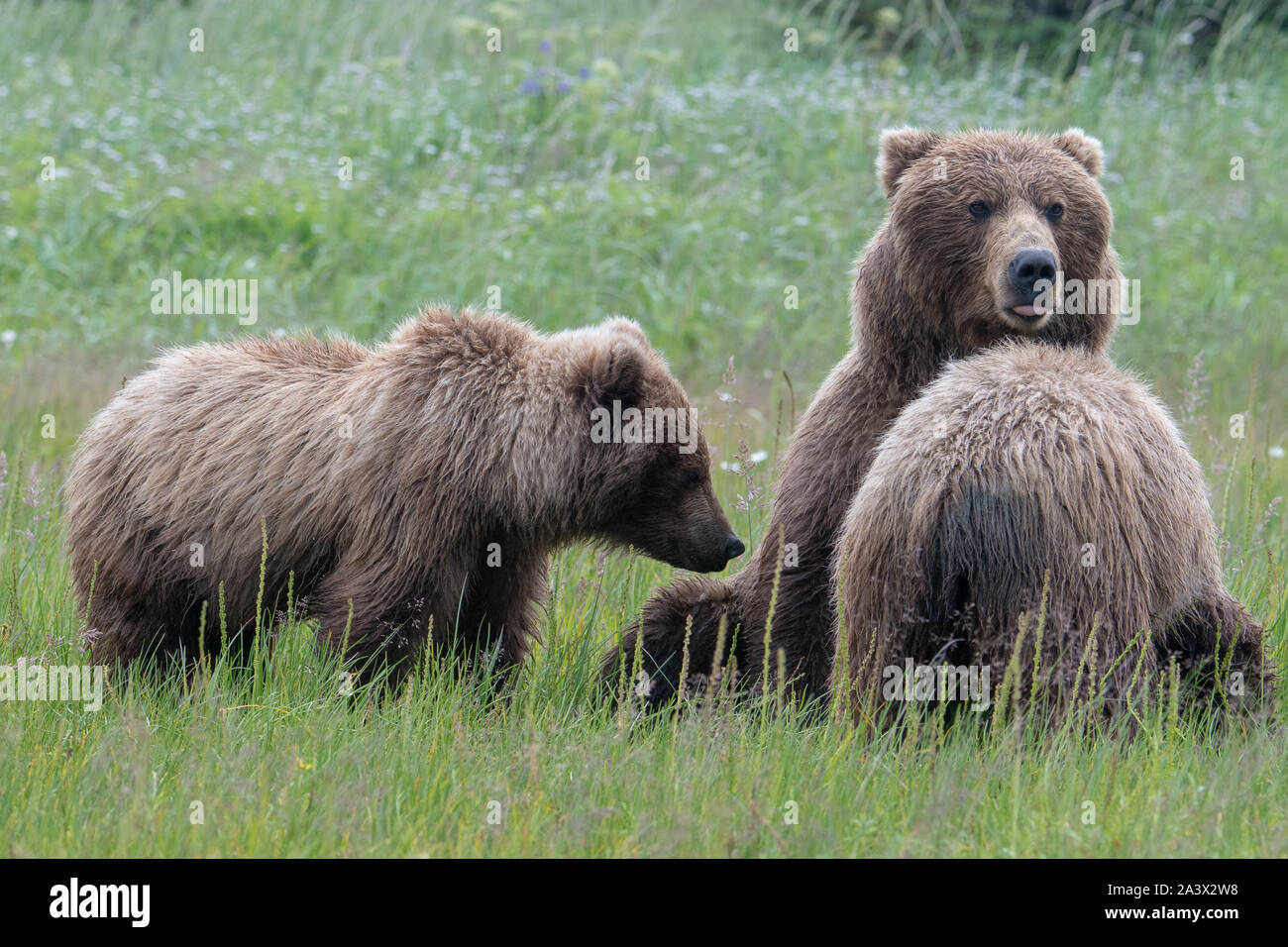 Coastal l'orso bruno (Ursus arctos) madre e cuccioli in un prato nel lago Clark NP, Alaska Foto Stock