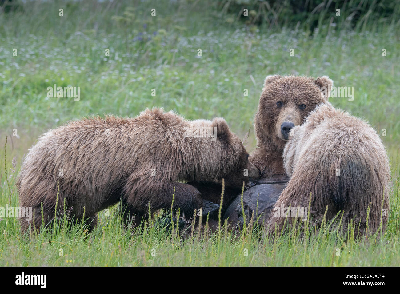 Coastal l'orso bruno (Ursus arctos) madre e cuccioli in un prato nel lago Clark NP, Alaska Foto Stock
