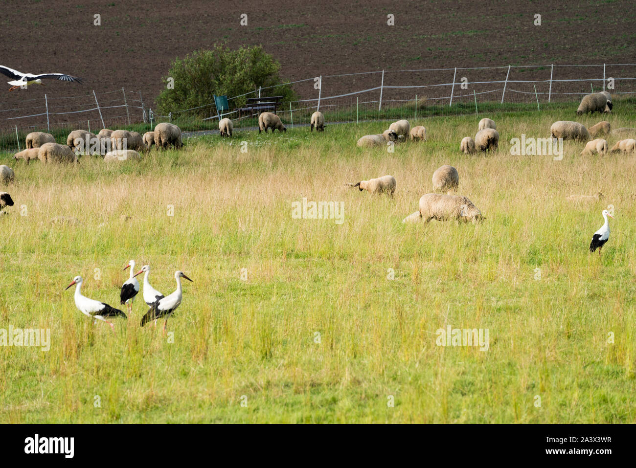Cicogne bianche con le pecore, Oberweser, Weser Uplands, Weserbergland, Hesse, Germania Foto Stock