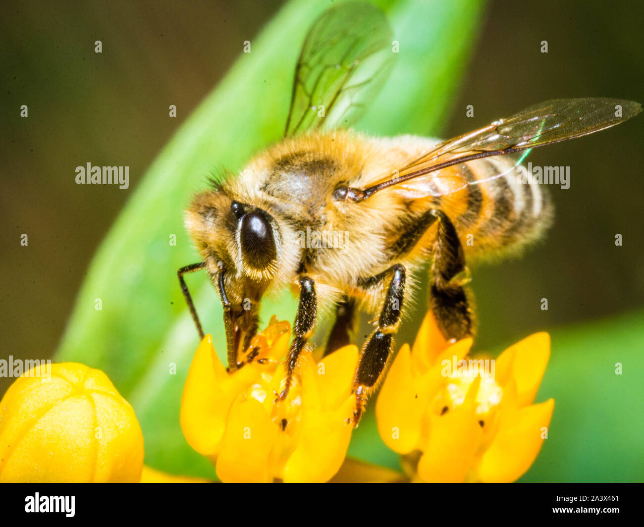 Un miele delle api su un fiore giallo. Foto Stock