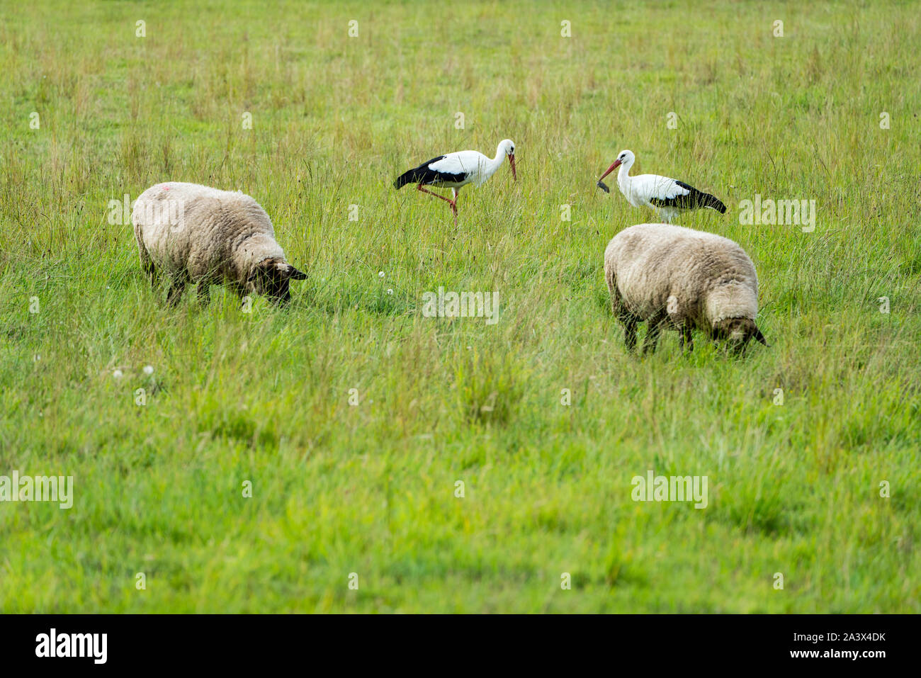 Cicogne bianche con le pecore, Oberweser, Weser Uplands, Weserbergland, Hesse, Germania Foto Stock