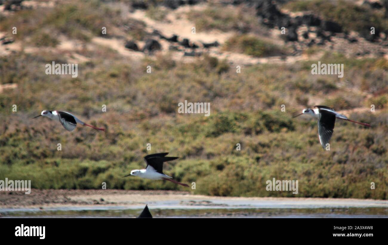 Black-winged Stilt (Himantopus himantopus) in volo sulla isola di Lobos, Fuerteventura, Spagna Foto Stock