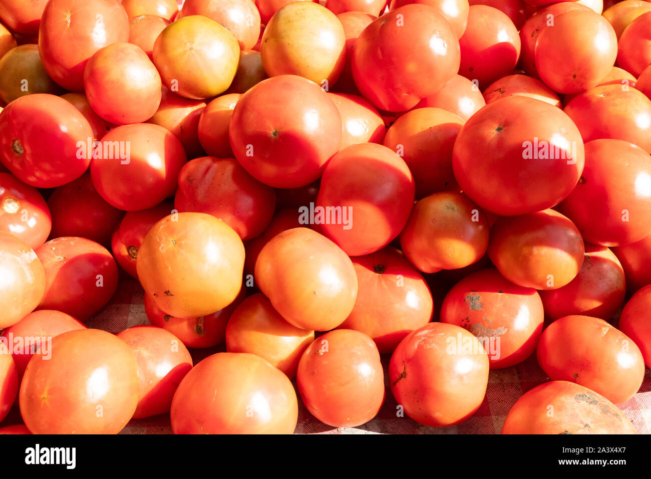 Abbondante gruppo di pomodori rossi in ombra e al sole, accatastati presso un'azienda agricola locale. Alcuni maturi, alcuni imperfezioni, tutto il frutto sano e sano o vegetale Foto Stock