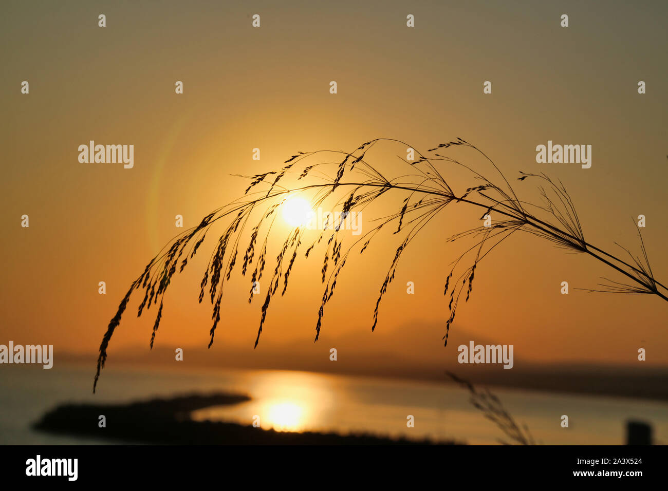 Piume di segale contro un sunrise Foto Stock