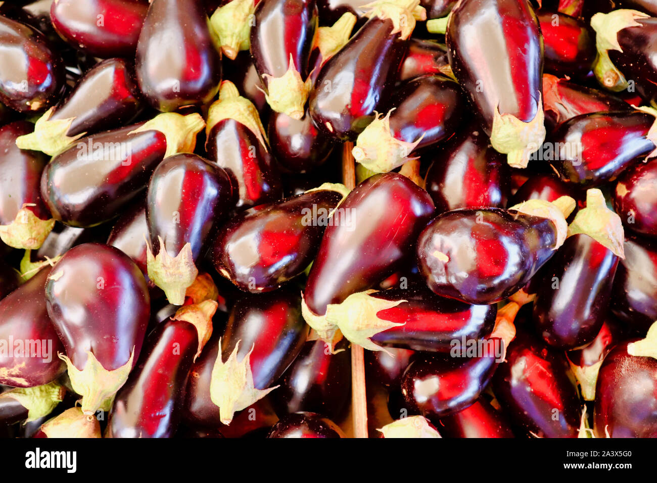 Un mucchio di melanzane fresche piante di uovo Foto Stock