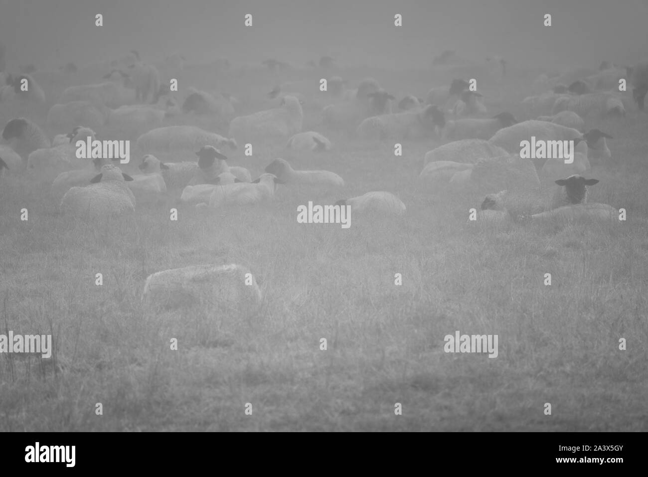 Paesaggio di nebbia, pecore, Oberweser, Weser Uplands, Weserbergland, Hesse, Germania Foto Stock