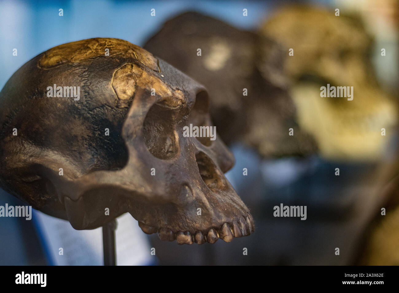 Rutgers Geology Museum, teschi ominidi. Foto Stock