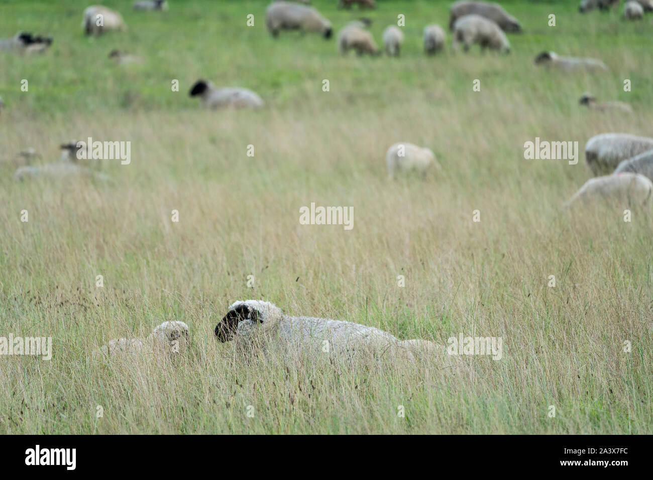 Prati con le pecore, Oberweser, Weser Uplands, Weserbergland, Hesse, Germania Foto Stock