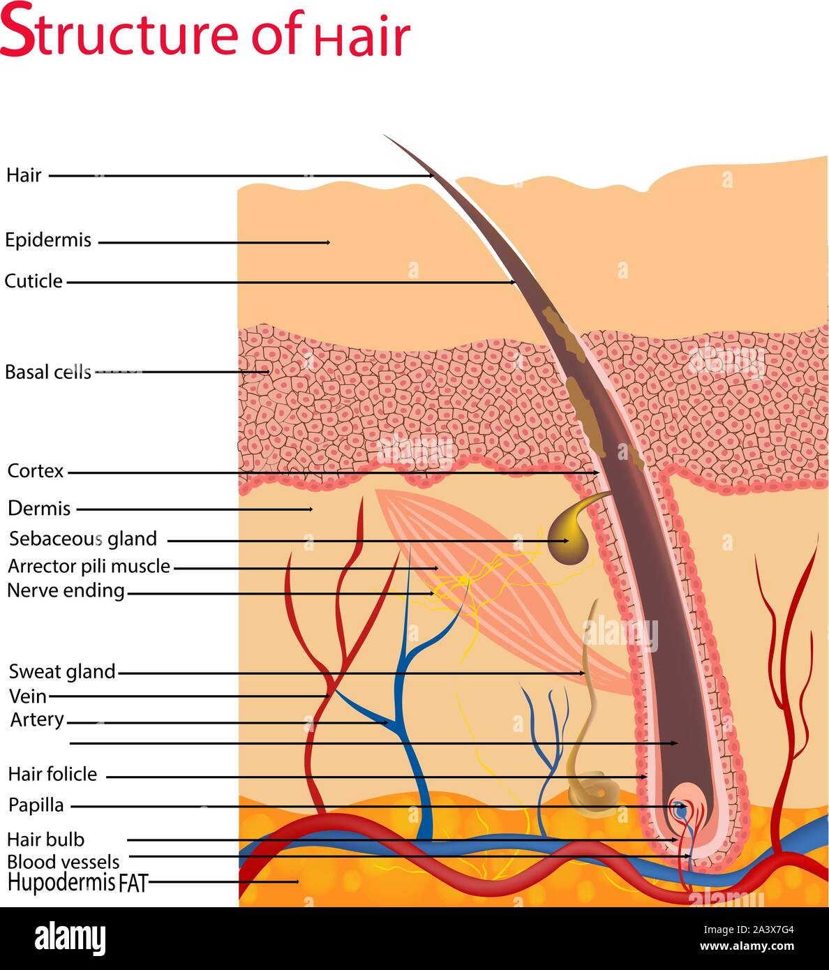 Struttura e cicli di crescita dei capelli su una testa umana sotto un microscopio di close-up. Illustrazione Vettoriale. Capelli sotto la pelle. Illustrazione Vettoriale