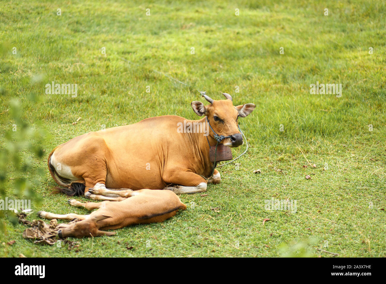 Luce tropicale Asiatica di mucca con un bambino in appoggio giacente su un prato verde. Foto Stock