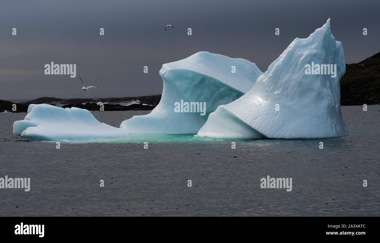 Iceberg con drammatica cielo scuro dopo la pioggia e gli uccelli volare sull isola di Fogo, Terranova Foto Stock