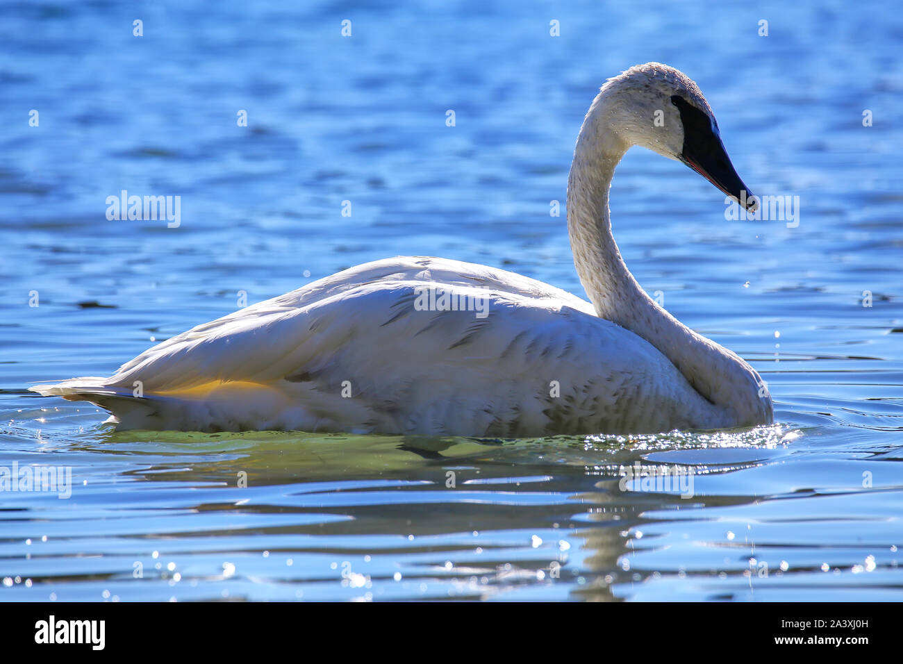 Trumpeter swan (Cygnus buccinatore) nel Parco Nazionale di Yellowstone, Wyoming USA Foto Stock