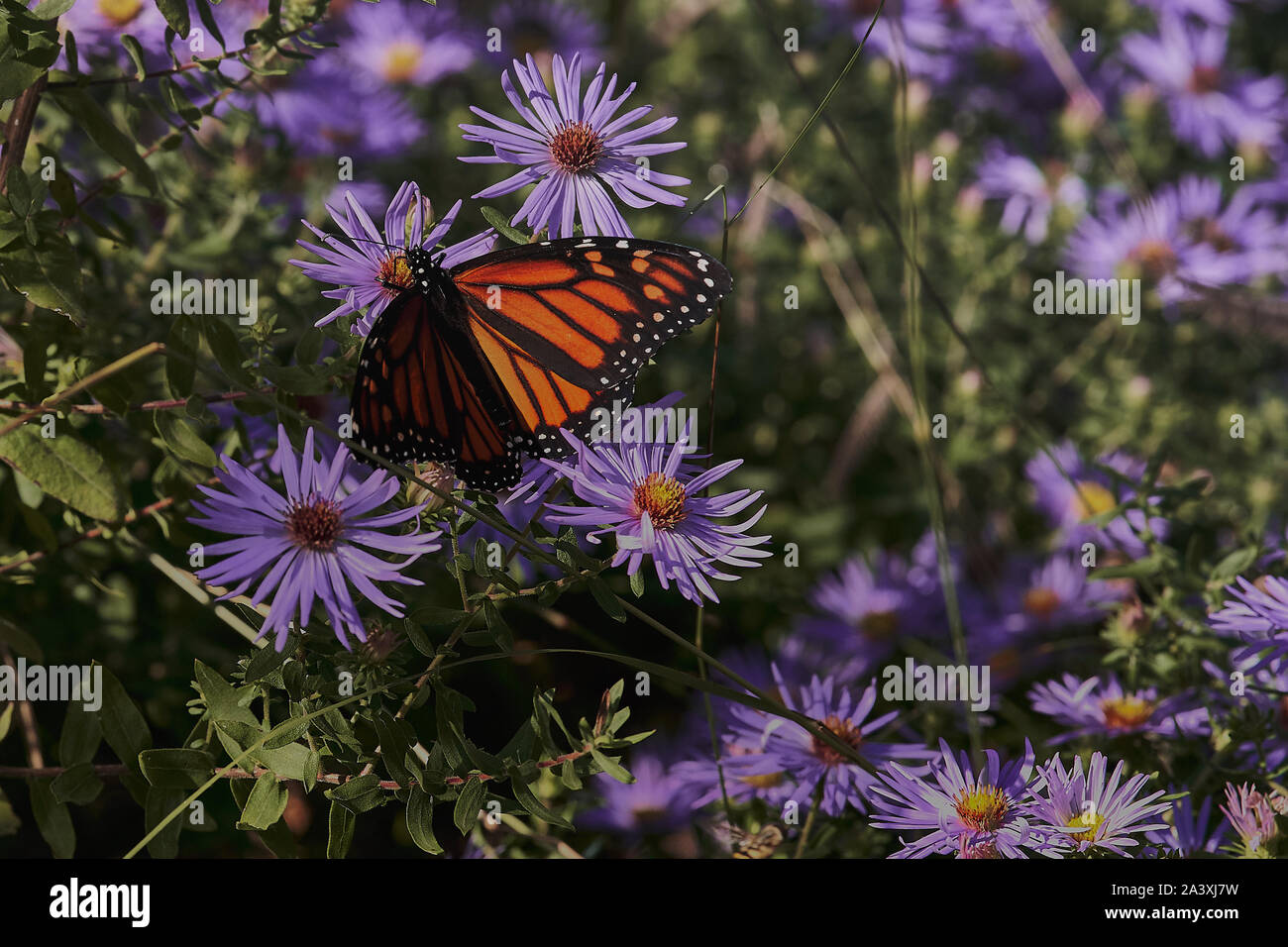 Farfalla in Chicago giardino d'autunno Foto Stock