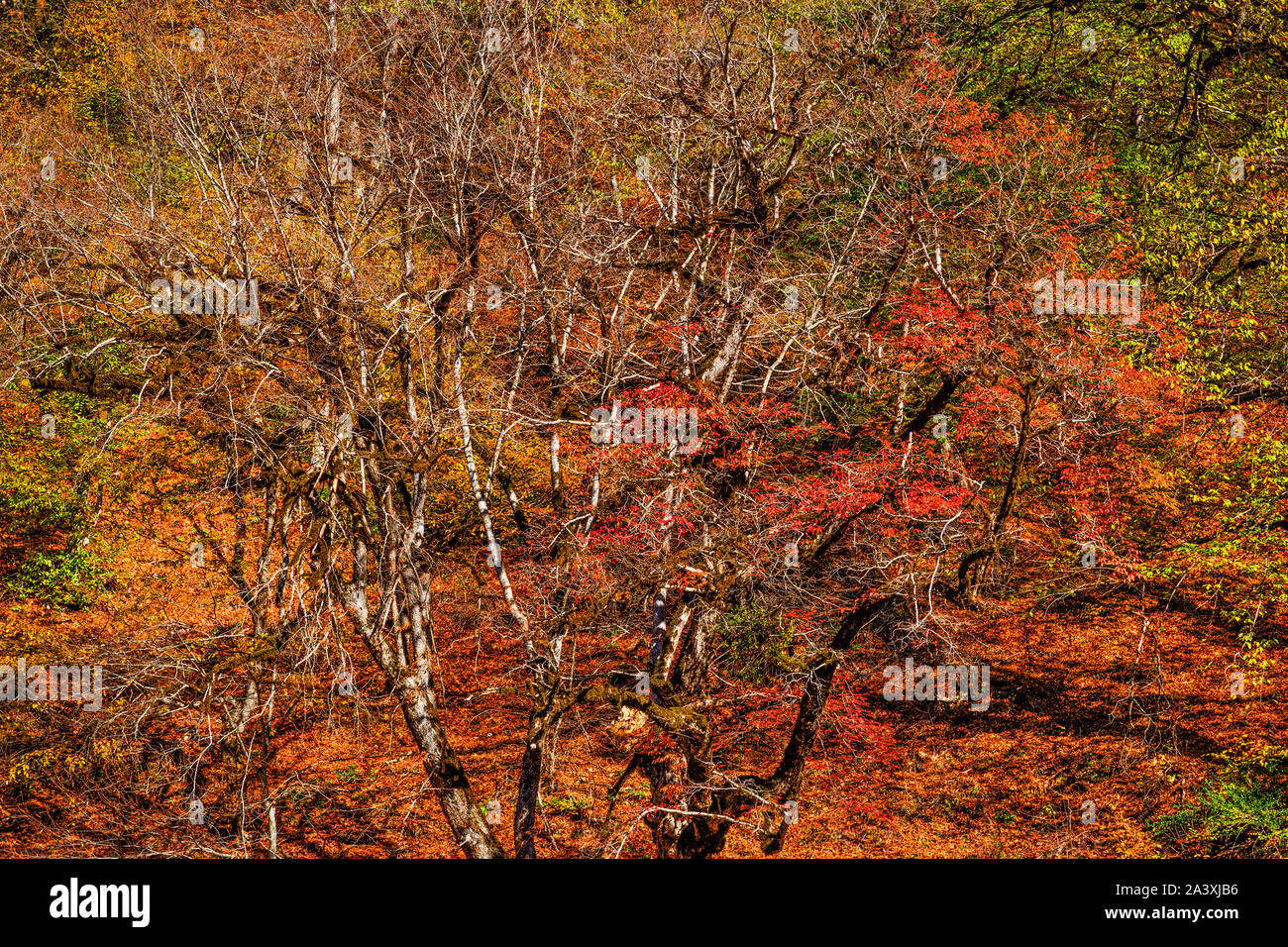 Autunno in Chenarbon Foto Stock