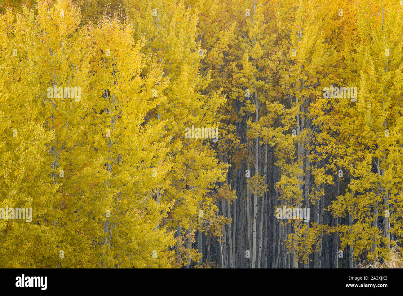 Aspen alberi con caduta colore vicino Dillon cade sul fiume Deschutes, central Oregon. Foto Stock