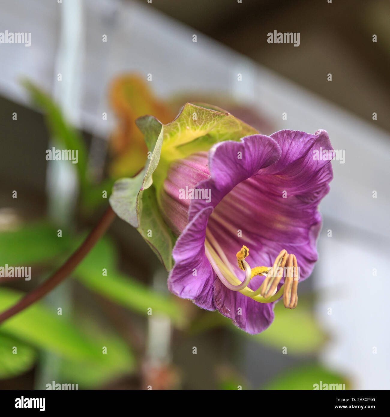 Cobaea scandens o messicano ivy, monastero di campane, le campane della cattedrale si, cup-e-saucer vino. Foto Stock