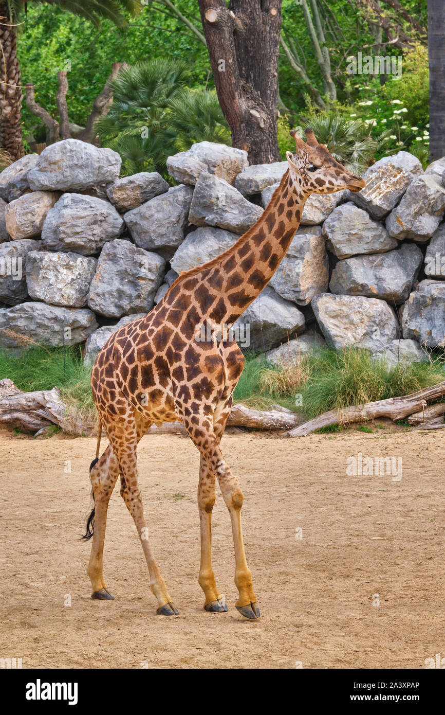 Giraffa Giraffa a piedi Foto Stock