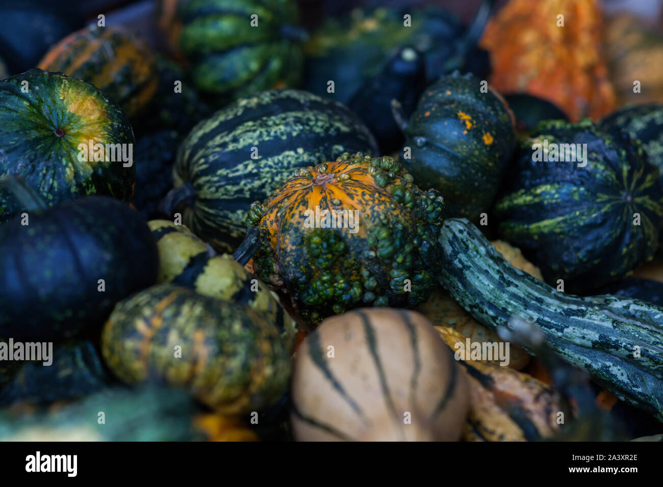 Colorfull poco decorativo zucche sulla zucca farm Foto Stock