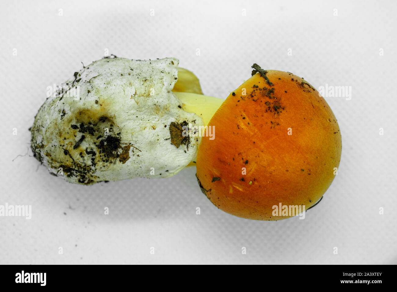 Autunno materie uovere fungo fungo su sfondo bianco, stagionali ingrediente alimentare Foto Stock