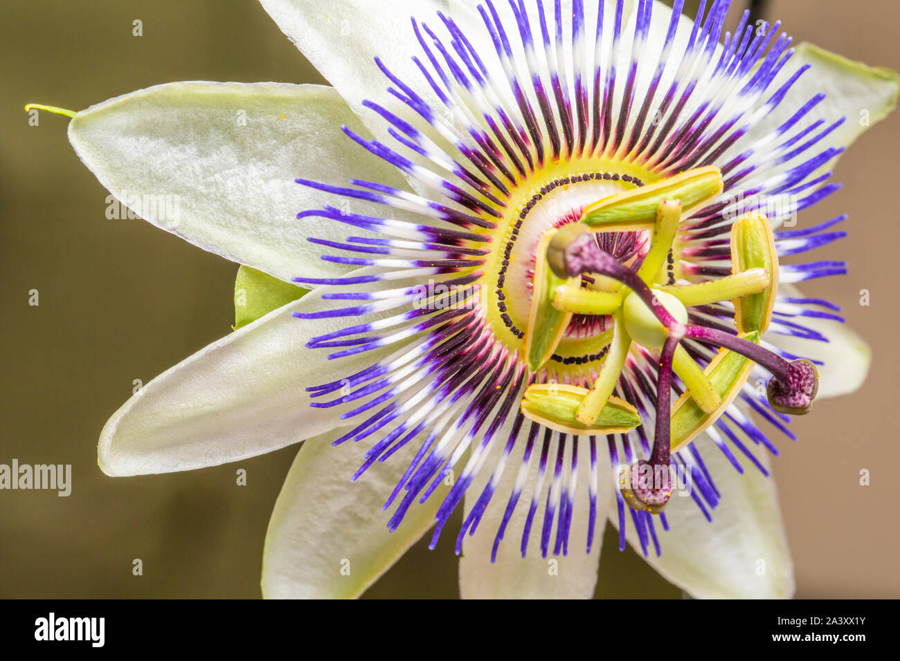 Il Blu fiore della passione o comuni o fiore della passione (Passiflora caerulea), nativo di Argentina e Brasile, su sfondo grigio Foto Stock
