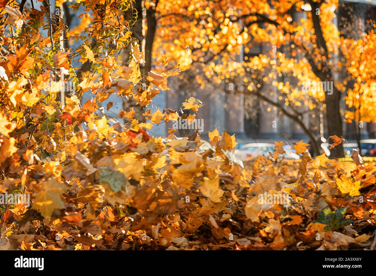 Autunno in città. Flying orange lascia contro il paesaggio urbano sfocati. San Pietroburgo, Russia Foto Stock