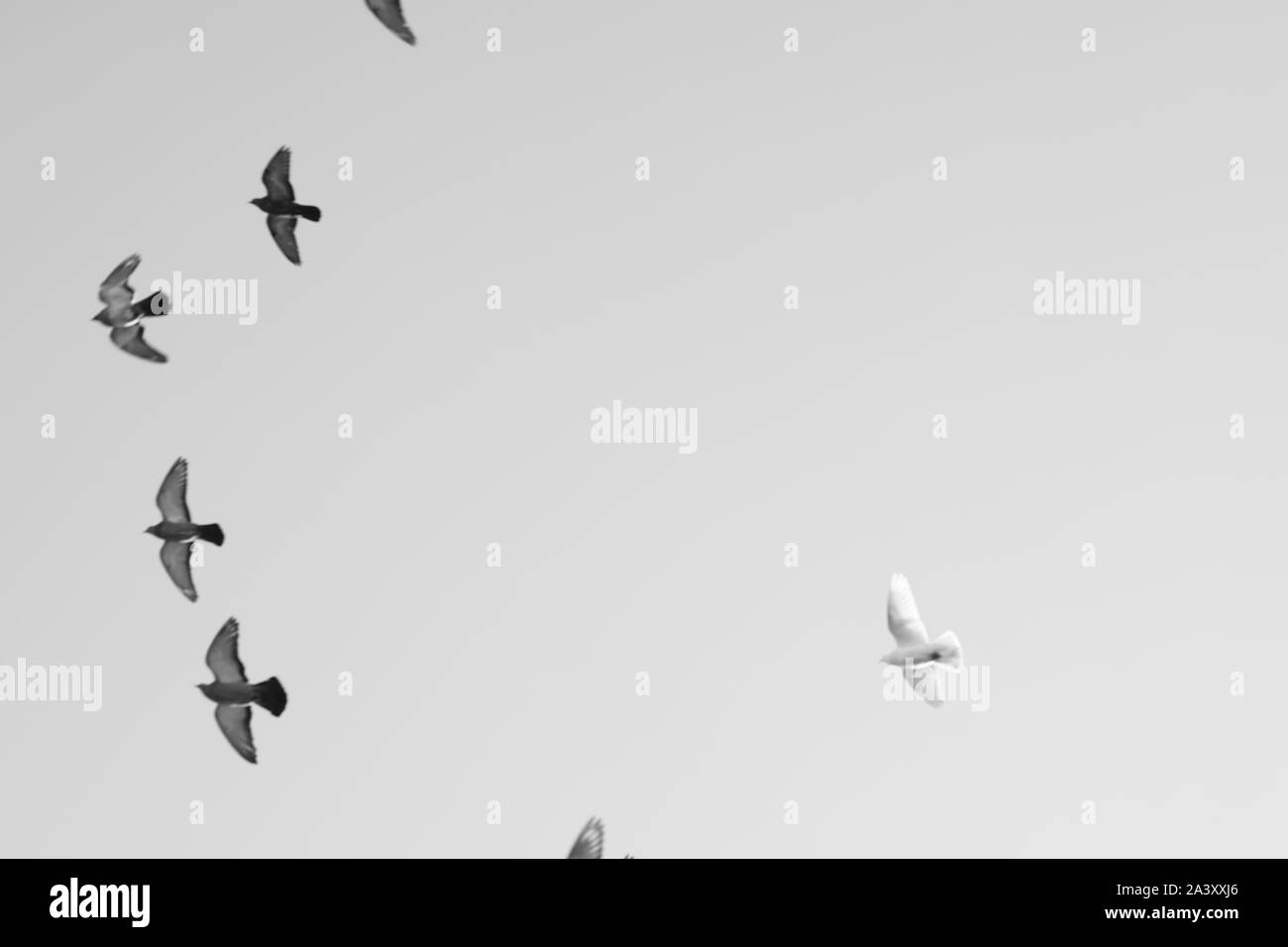 Bird piccioni volare nel cielo. Foto in bianco e nero. Spazio di copia Foto Stock