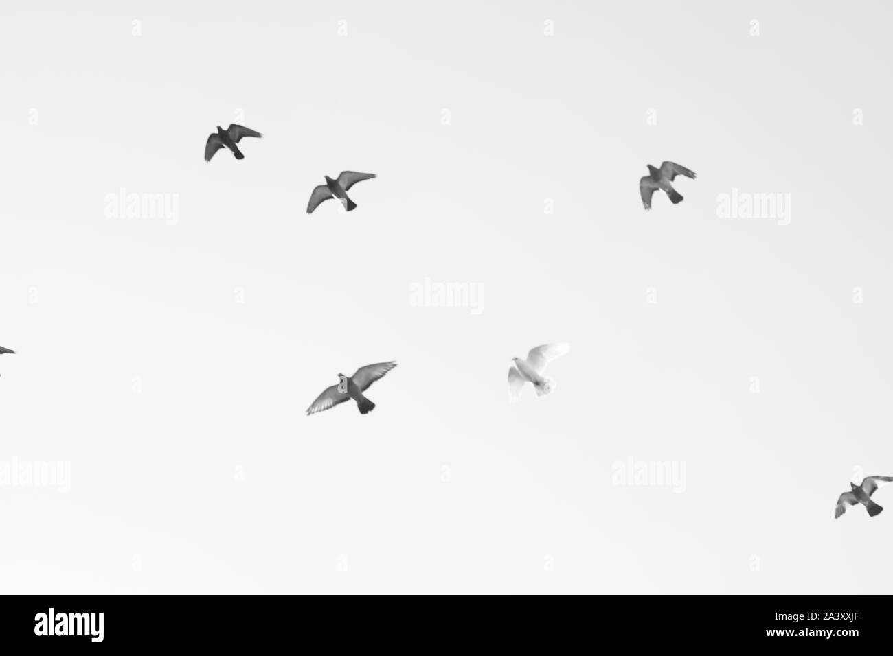 Bird piccioni volare nel cielo. Foto in bianco e nero. Foto Stock