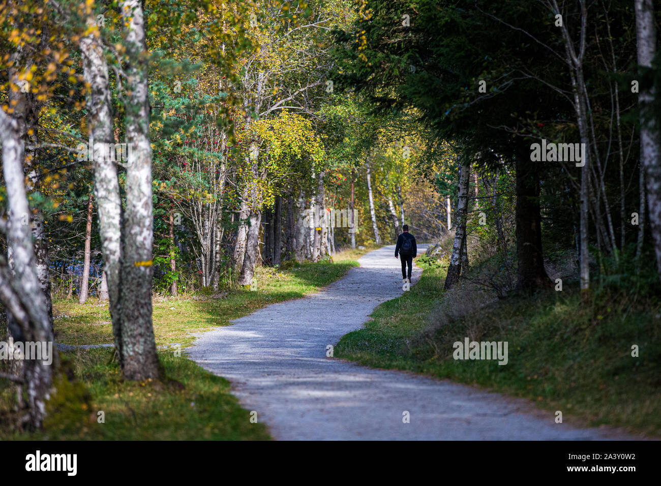 Un uomo cammina lungo un viale di alberi a Eidfjord, Hordaland, Norvegia. Foto Stock