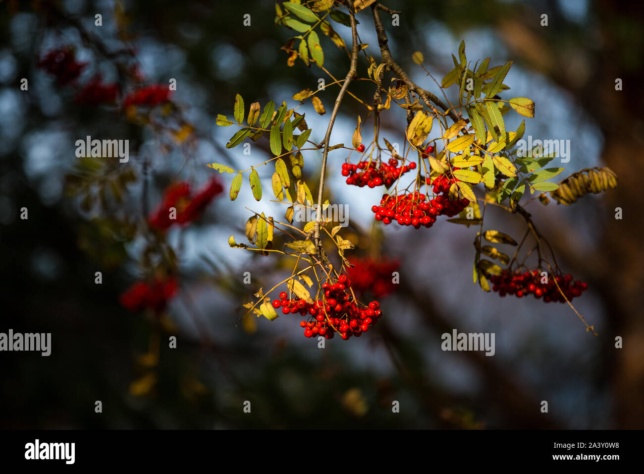 Bacche di montagna Frassino Sorbus aucuparia Foto Stock