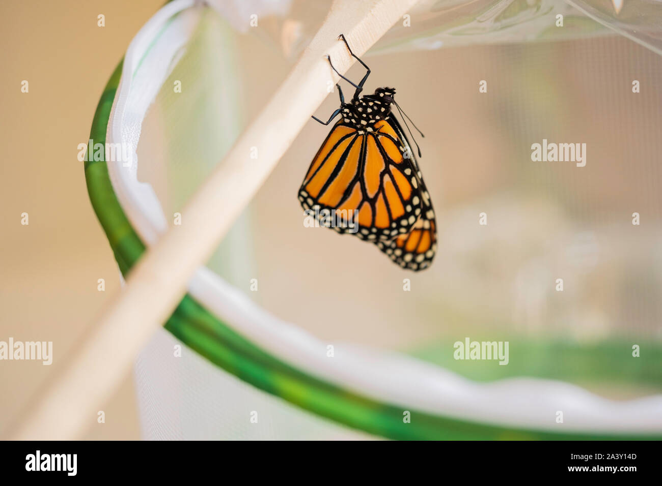 Appena emerse farfalla monarca aggrappato a un cucchiaio di legno maniglia su una gabbia di farfalla. Danaus plexippus. Kansas, Stati Uniti d'America. Foto Stock