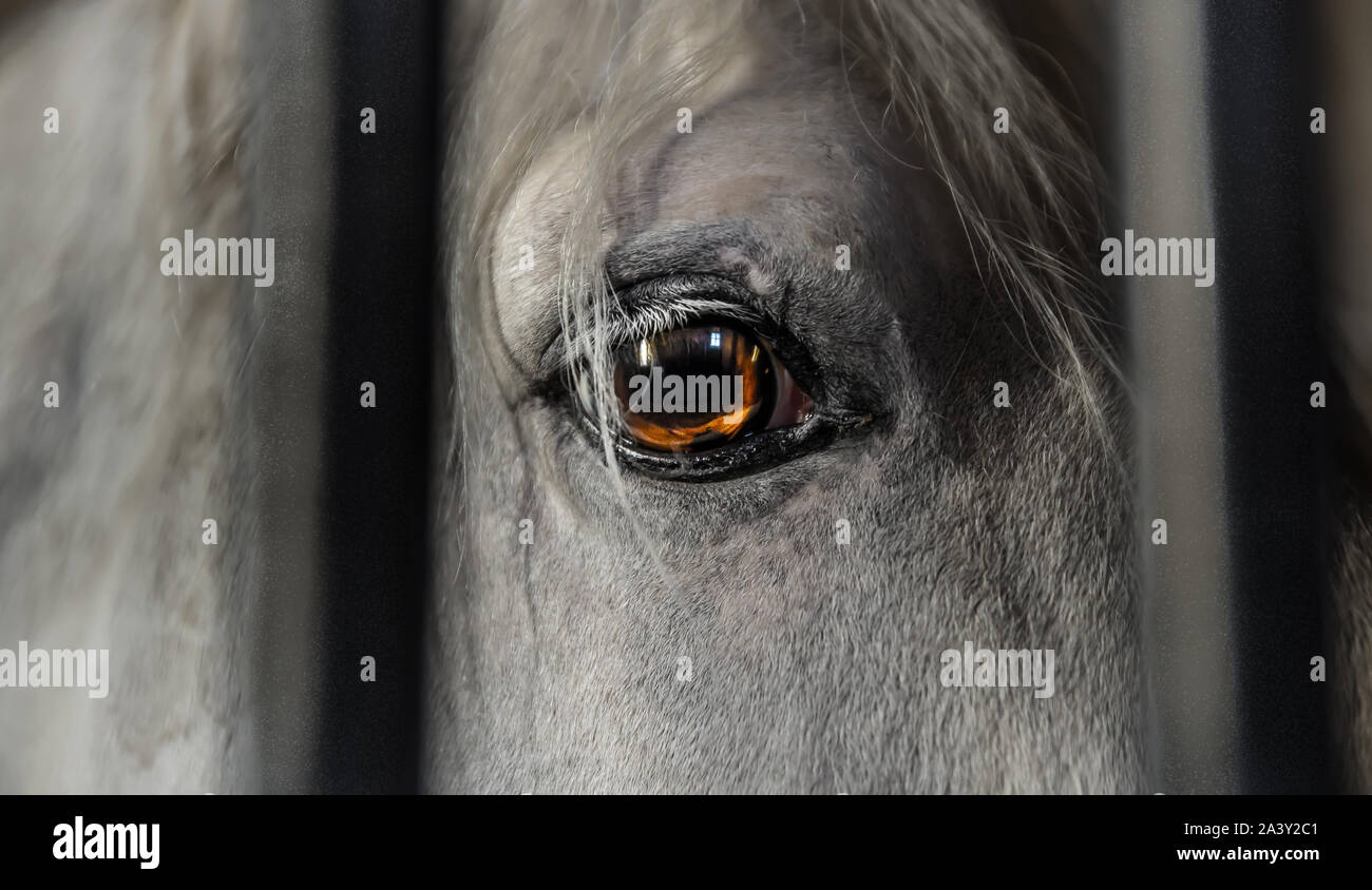 Bella bianco e grigio a cavallo. In prossimità della sua magnifica occhio  (arancione come fiamme). Animale dietro le sbarre di una stabile. Guardando  triste Foto stock - Alamy