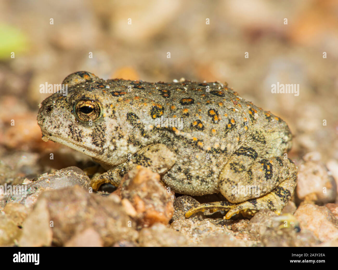 Tiny giovani Woodhouse's toad appena due pollici di lunghezza si trova in zona sabbiosa vicino oriente prugna Creek, Castle Rock Colorado US. Foto scattata in settembre. Foto Stock