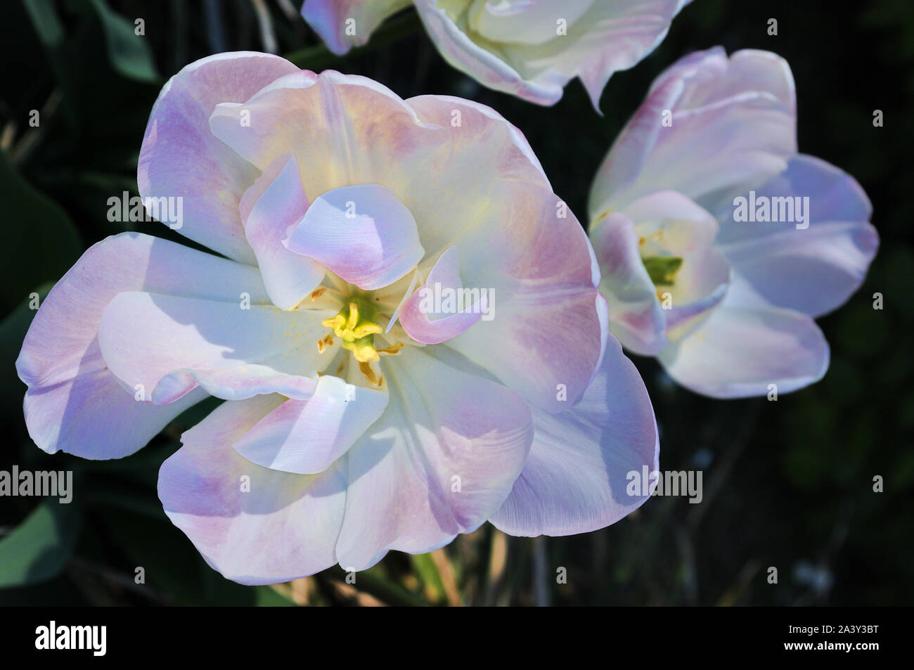 Gruppo di tulipani di colore bianco con sfumature rosa su i loro petali utilizzando luce dura per esprimere atmosfera soft Foto Stock