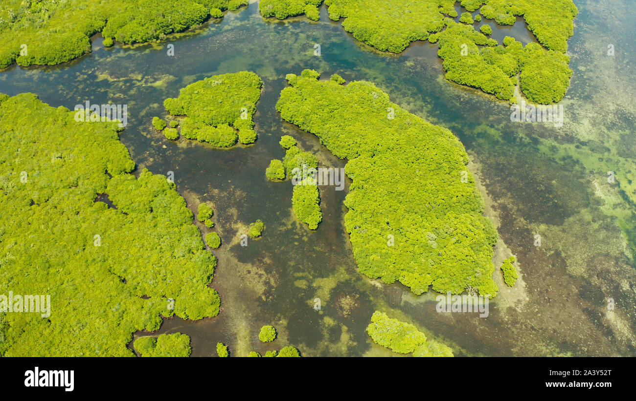 Mangrove Foreste verdi con i fiumi e i canali su un isola tropicale, antenna fuco. Paesaggio di mangrovie. Foto Stock