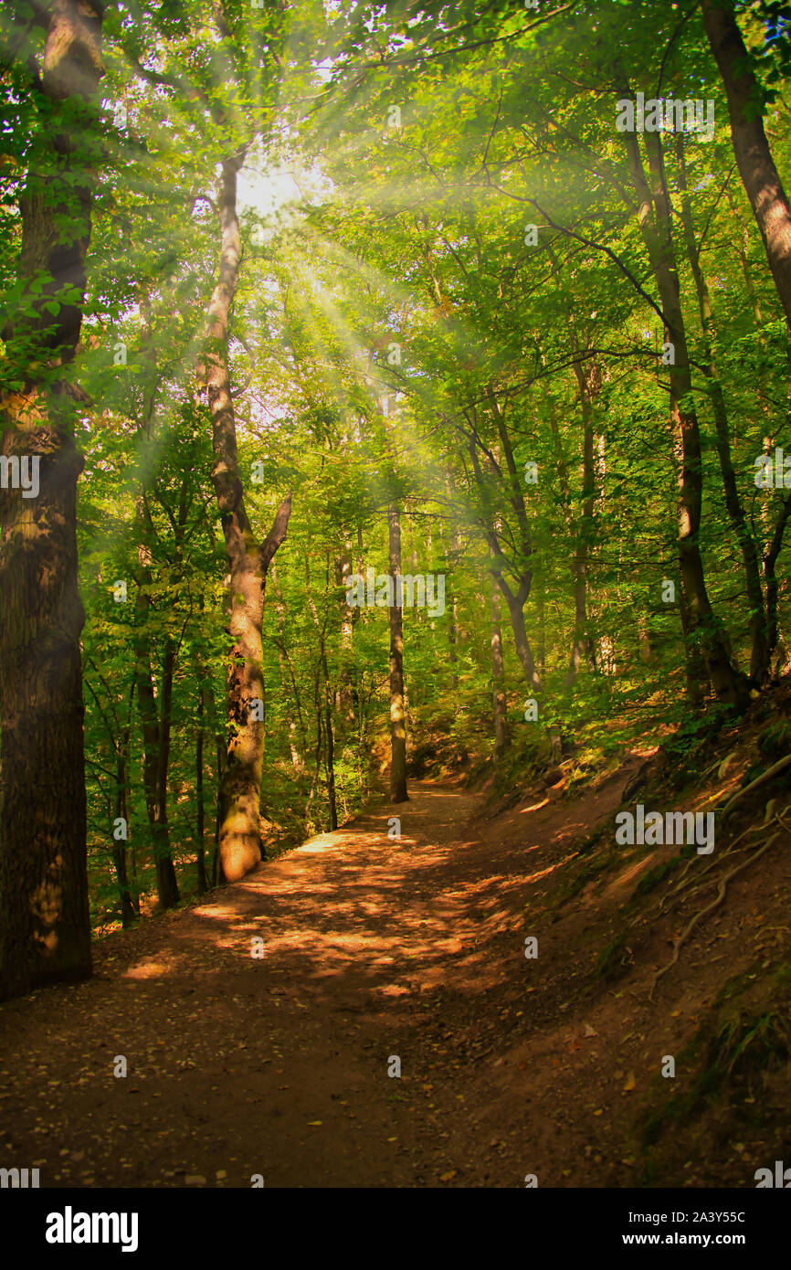 Sono raggi di sole che splende attraverso gli alberi in una foresta su un percorso Foto Stock