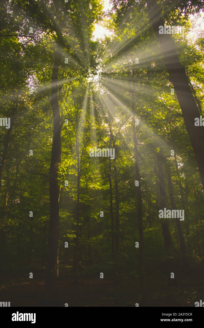 Foresta di nebbia con il sole del mattino che brilla attraverso gli alberi. matt style Foto Stock