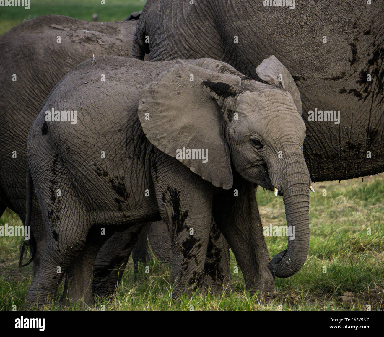 Baby Elephant con la madre del Kenya Ambosseli Wildlife Park Foto Stock