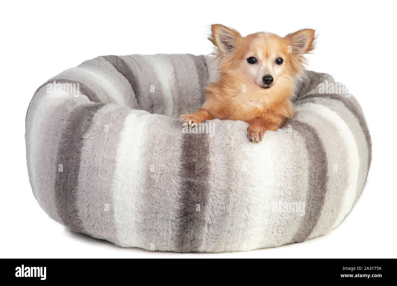 Chihuahua in un grande grigio e morbido cuscino su sfondo bianco Foto Stock